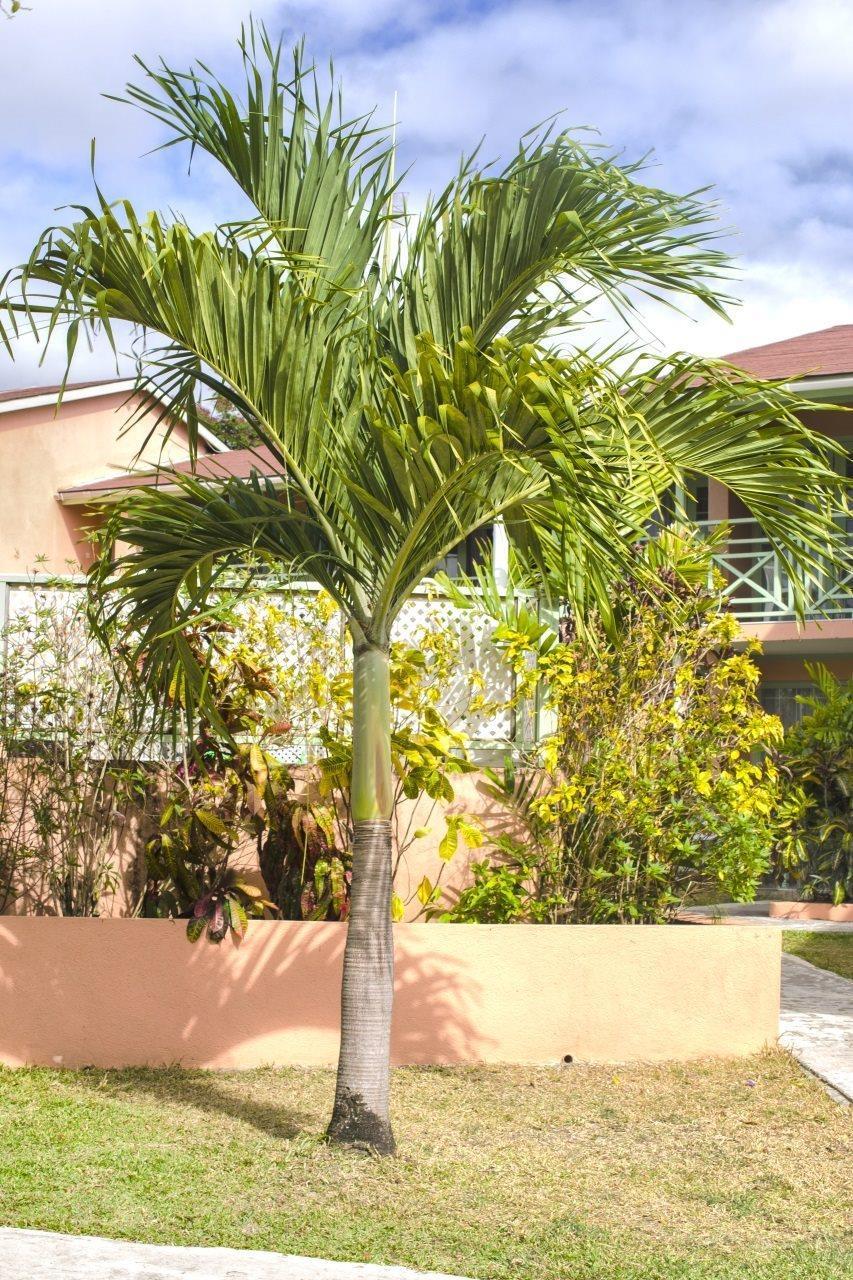 Apartament Halcyon Palm Holetown Zewnętrze zdjęcie